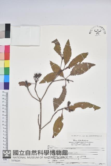 火紅杜鵑藏品圖，第1張