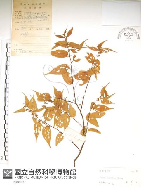 銳葉山黃麻藏品圖，第1張