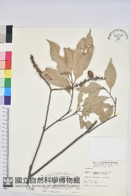 子彈石櫟藏品圖，第1張