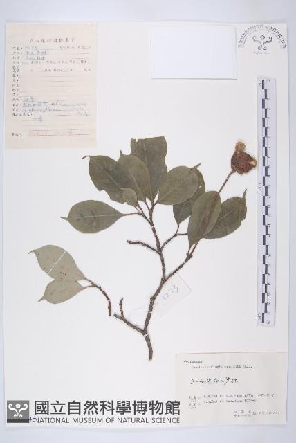 頭狀四照花藏品圖，第1張