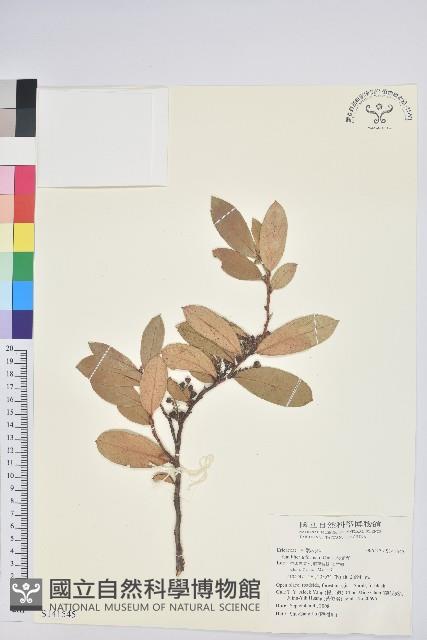 地檀香藏品圖，第1張