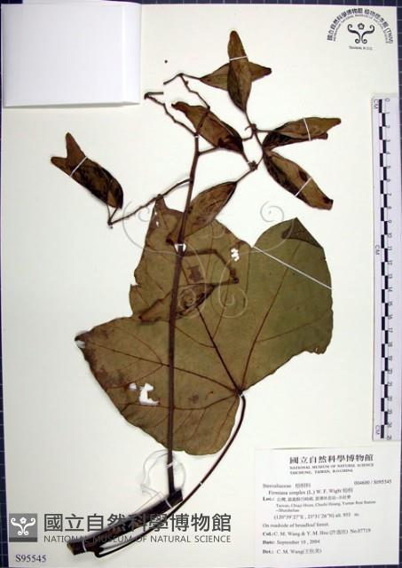 梧桐藏品圖，第1張