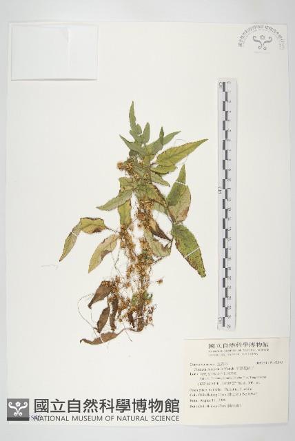 平原菟絲子藏品圖，第1張