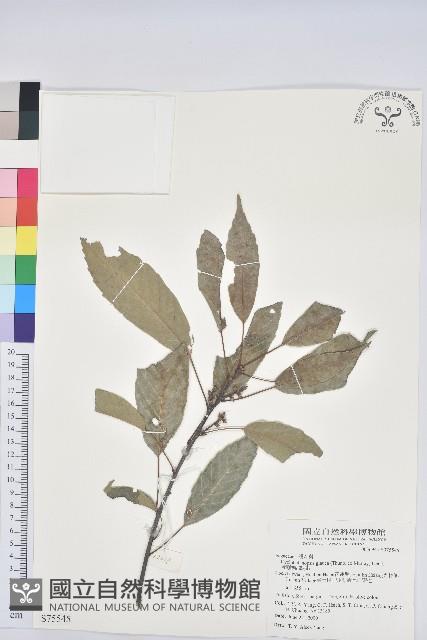 青剛櫟、鐵椆藏品圖，第1張