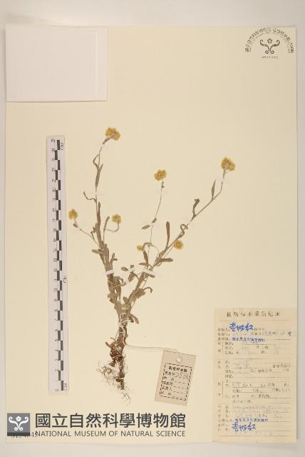 鼠麴草藏品圖，第1張