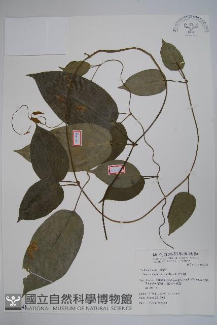 布朗藤藏品圖，第1張