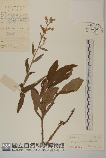 薄葉艾納香藏品圖，第1張