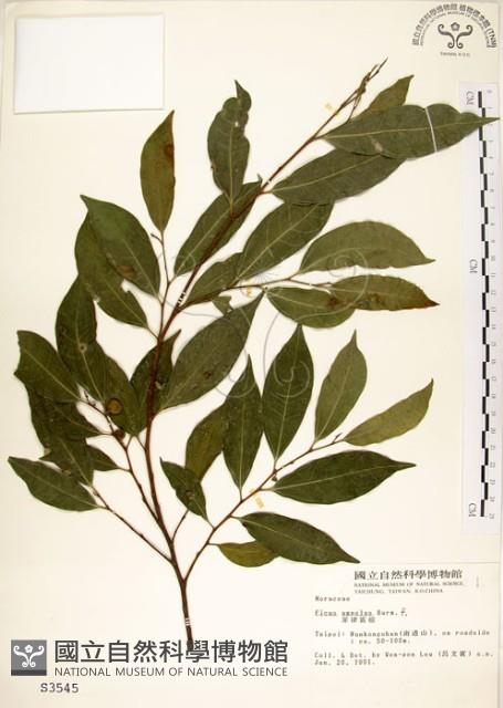 King's Fig Collection Image