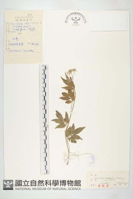 白花碎米薺藏品圖，第1張