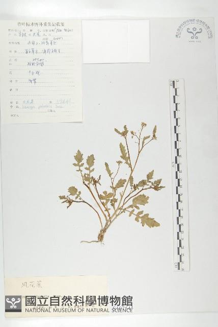 濕生葶藶藏品圖，第1張