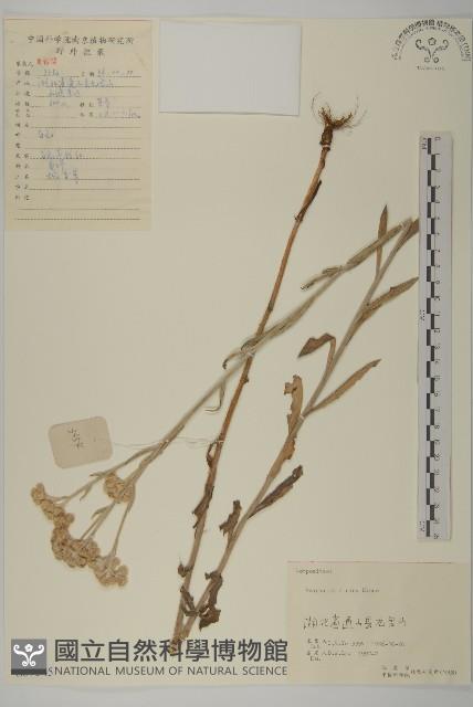 香青藏品圖，第1張