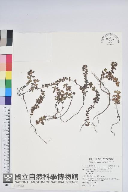 伏地杜鵑藏品圖，第1張