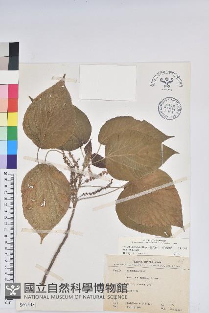 紅頭鐵莧、蘭嶼鐵莧藏品圖，第1張