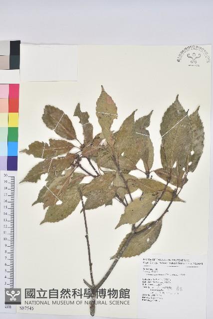 青剛櫟、鐵椆藏品圖，第1張