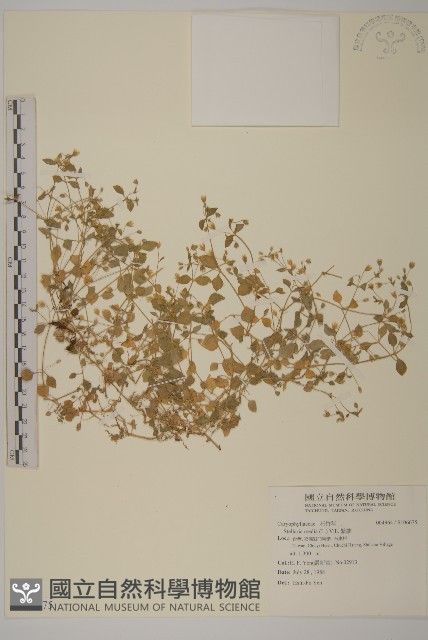 繁縷藏品圖，第1張