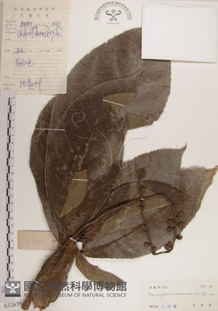 水茄苳、穗花棋盤腳樹藏品圖，第1張