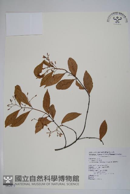 臺灣絡石藏品圖，第1張