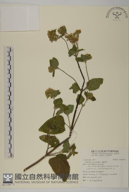 霍香薊藏品圖，第1張