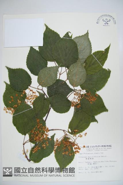 樺葉莢迷、玉山莢迷藏品圖，第1張