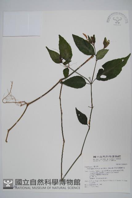 長花九頭獅子草、山藍藏品圖，第1張