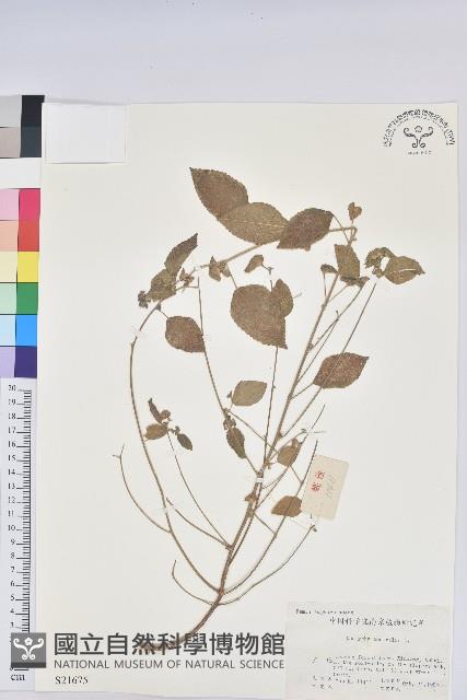 鐵莧菜藏品圖，第1張