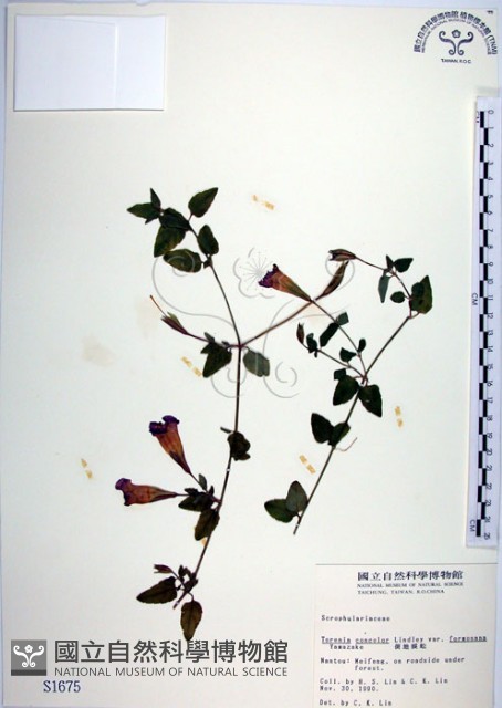 倒地蜈蚣、四角銅鑼藏品圖，第1張