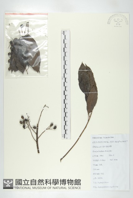 交讓木、臺灣虎皮楠、膜葉虎皮楠藏品圖，第1張