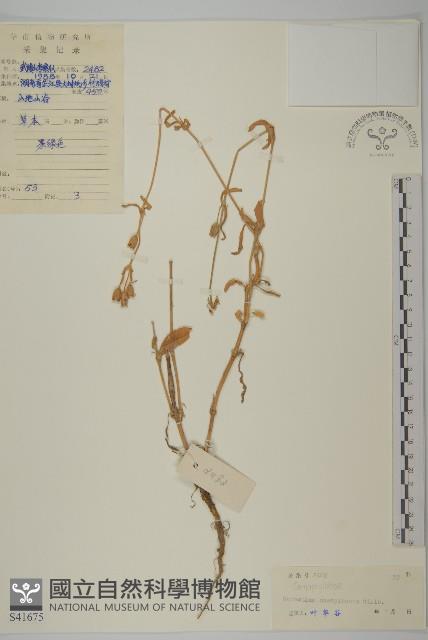 簇生卷耳藏品圖，第1張