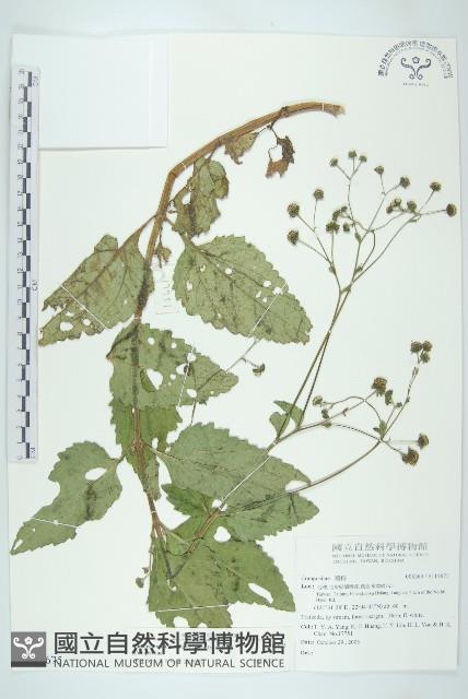 下田菊藏品圖，第1張