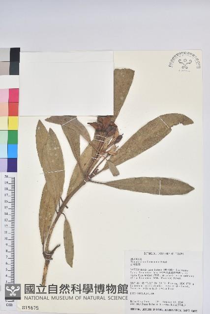 臺灣杜鵑藏品圖，第1張