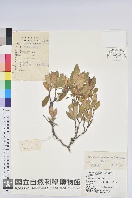 照白杜鵑藏品圖，第1張