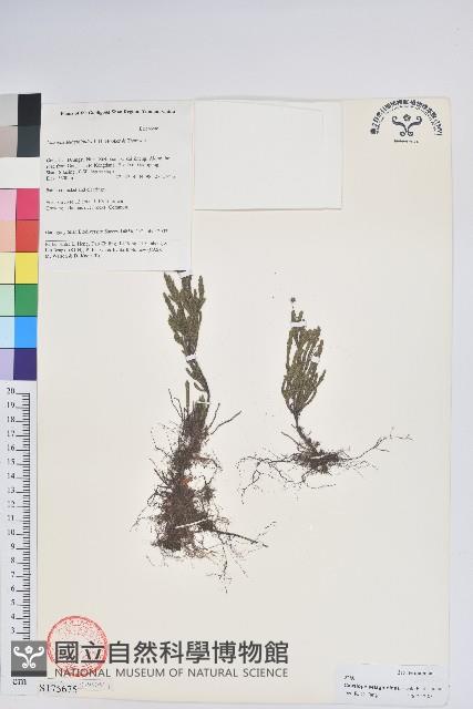 岩須藏品圖，第1張