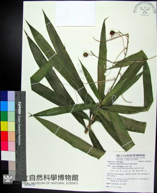 番仔林投藏品圖，第1張