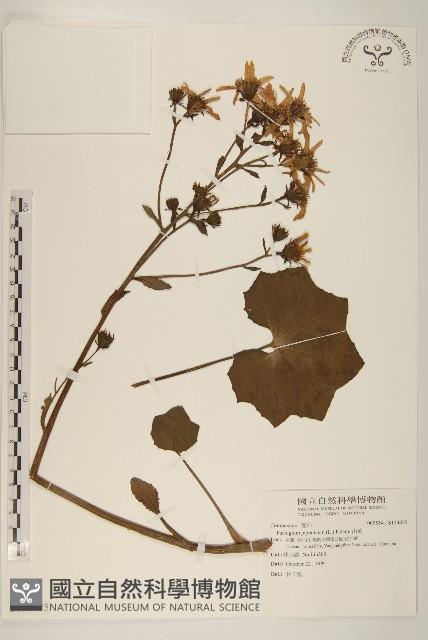 山菊藏品圖，第1張