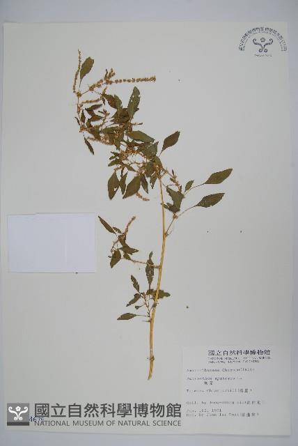 刺莧藏品圖，第1張