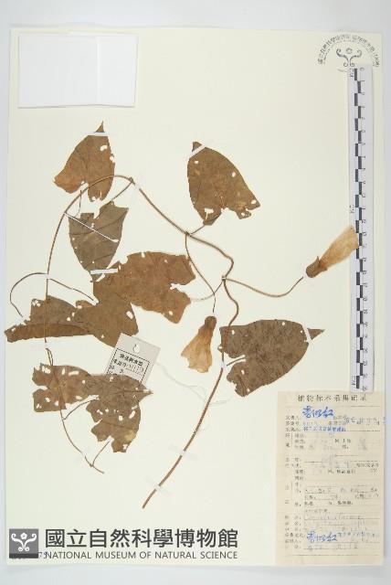 篱打碗花藏品圖，第1張