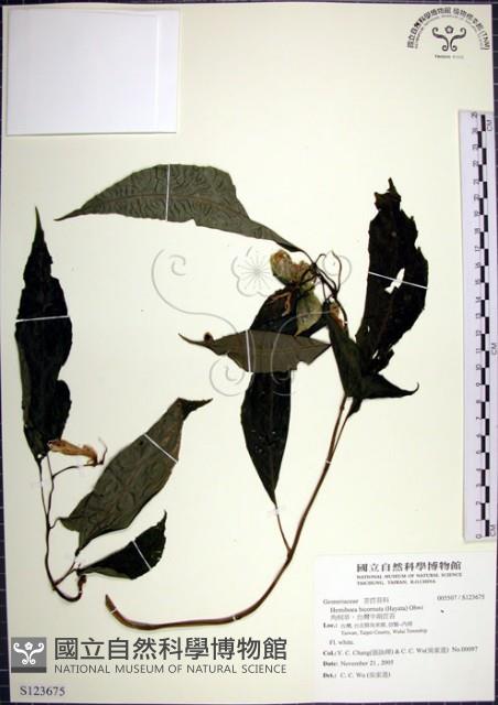 角桐草、台灣半蒴苣苔藏品圖，第1張