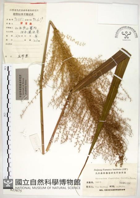 五節芒藏品圖，第1張