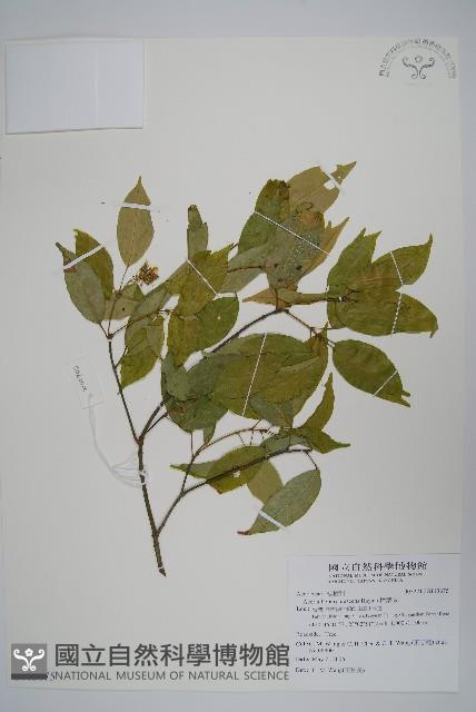 樟葉槭, 飛蛾子樹藏品圖，第1張