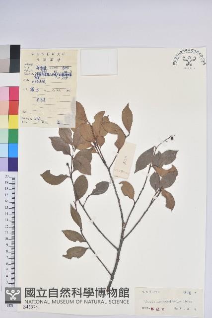 米飯花藏品圖，第1張