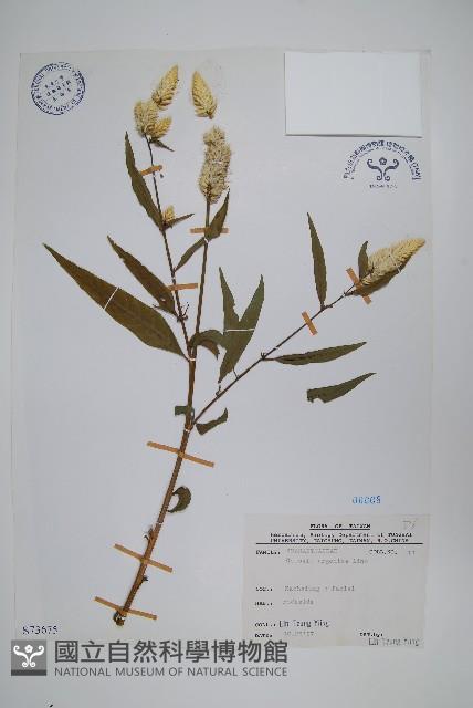 青葙藏品圖，第1張