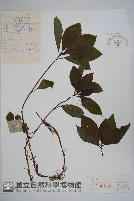 山茄子藏品圖，第1張