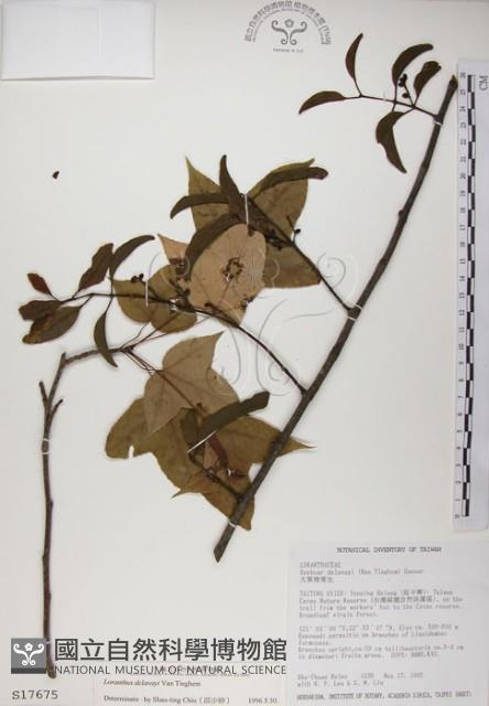 椆樹桑寄生, 大葉榿寄生藏品圖，第1張