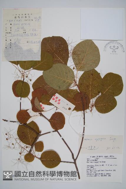 黃櫨藏品圖，第1張