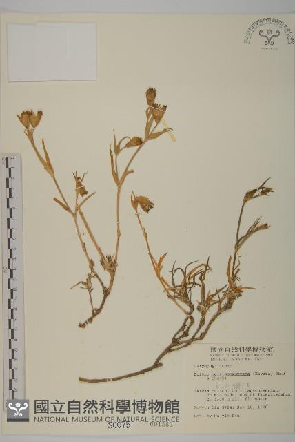 玉山蠅子草藏品圖，第1張