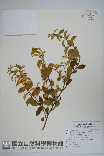 武靴藤藏品圖，第1張