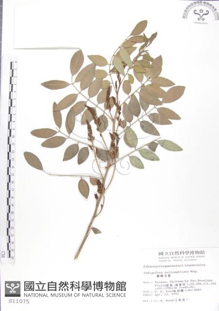 尖葉木藍藏品圖，第1張