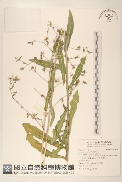 刺萵苣藏品圖，第1張