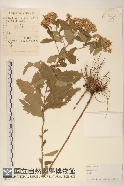 登錄號:S105075藏品圖，第1張