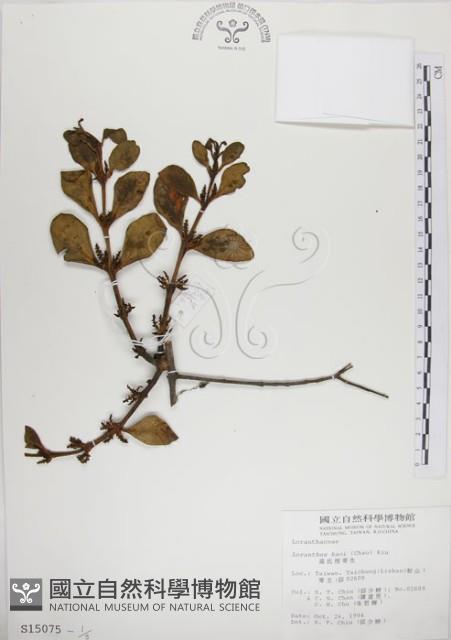 高氏桑寄生藏品圖，第1張